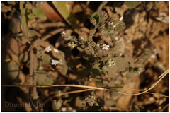 Lepidagathis fasciculata